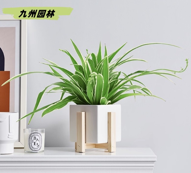 金邊吊蘭