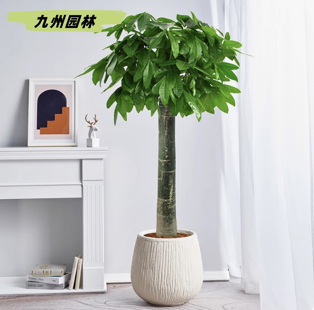 單桿發(fā)財樹
