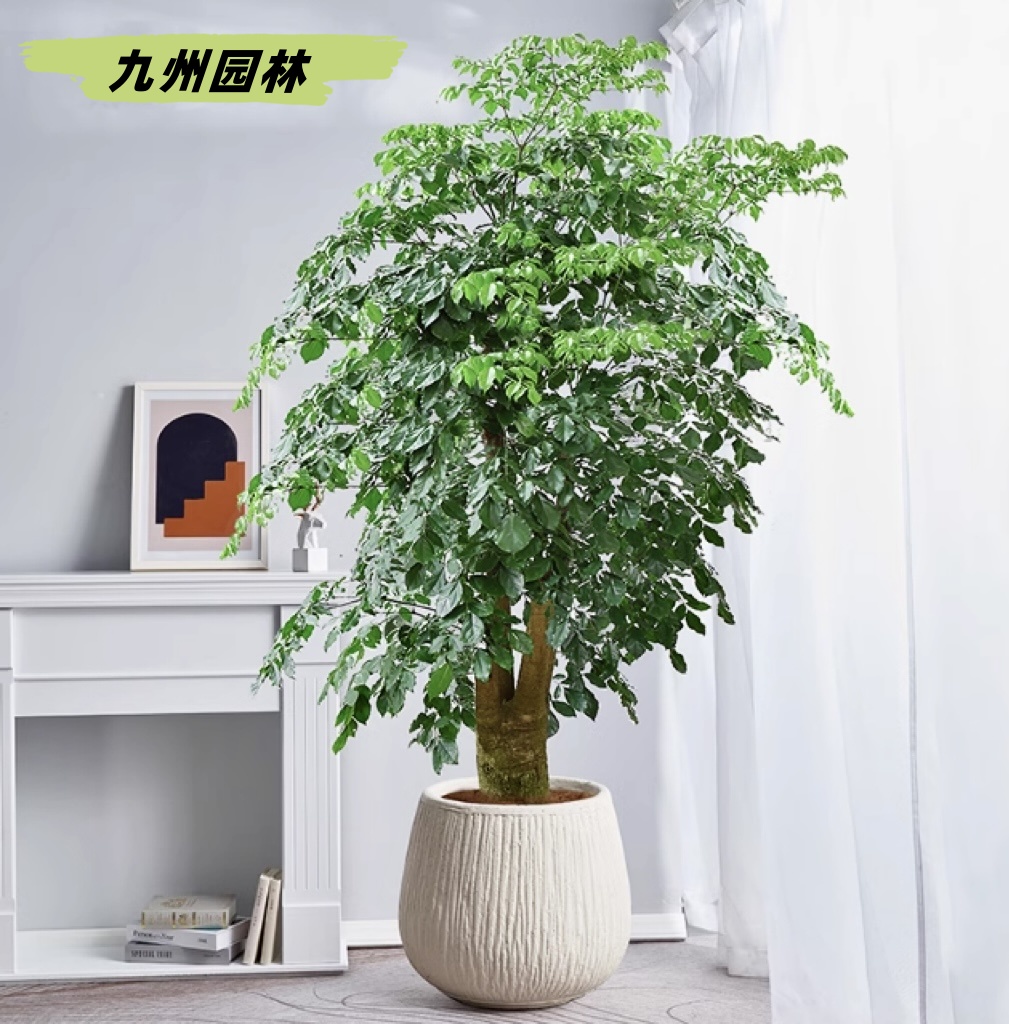 幸福樹