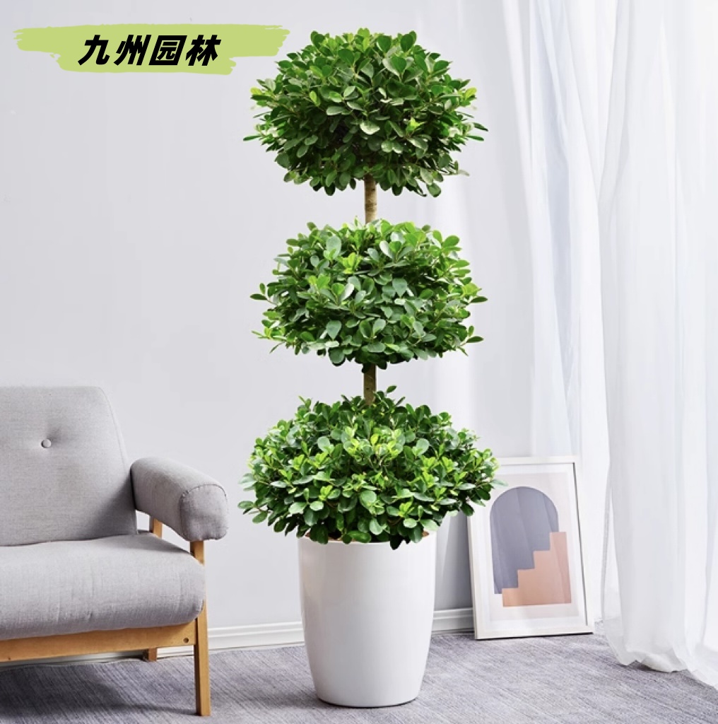 搖錢樹
