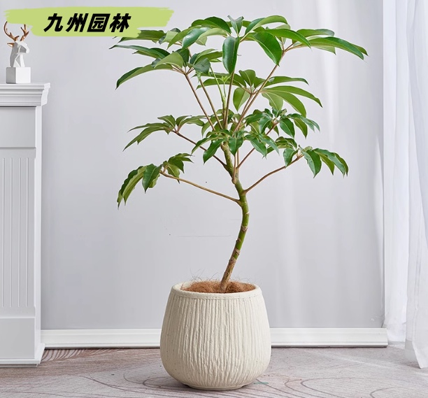 大葉傘