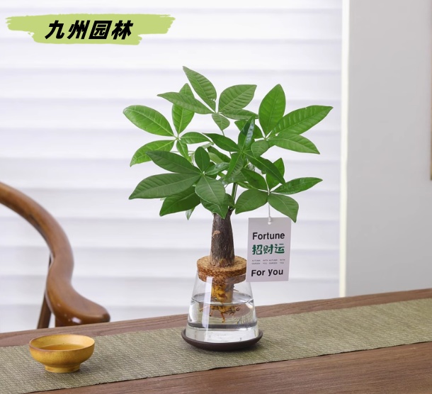 發(fā)財(cái)樹1