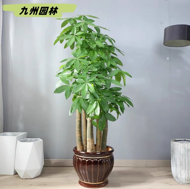 五桿發(fā)財樹