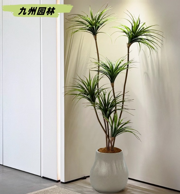龍須樹