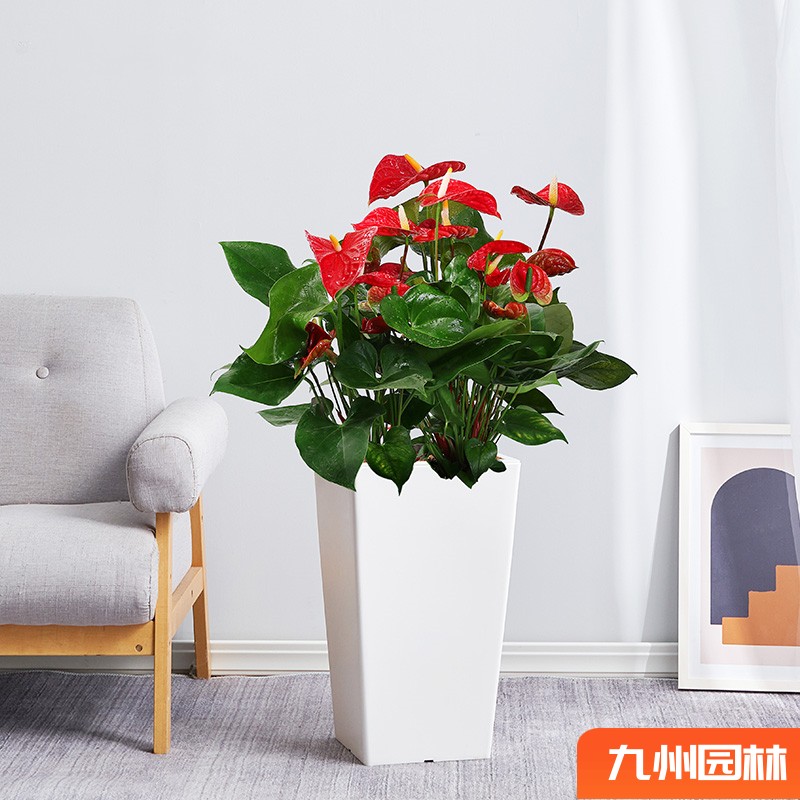 落地多拼紅掌