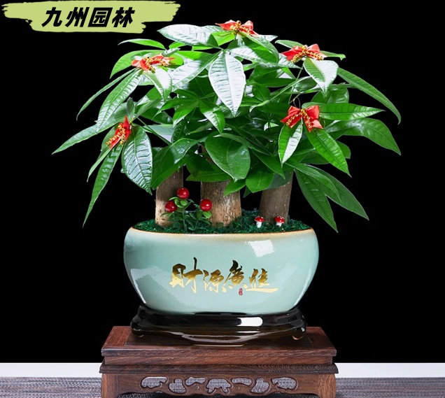 發(fā)財樹組合