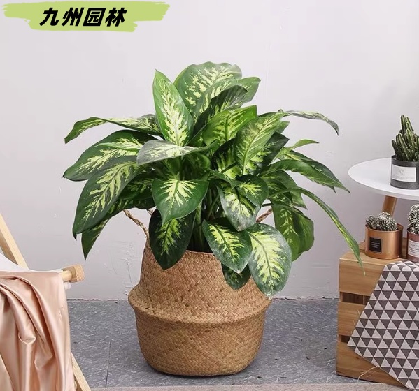 斑馬