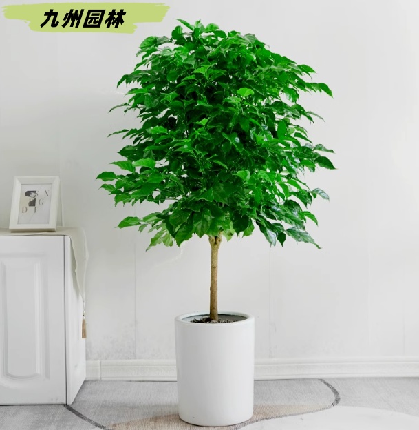 綠寶3