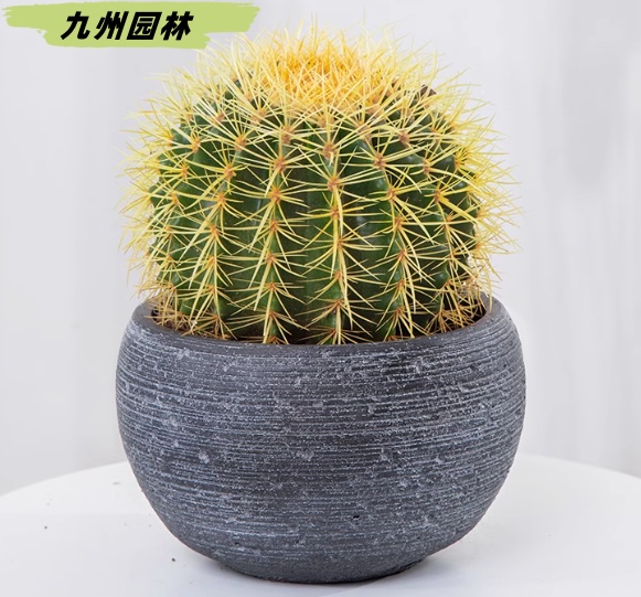 大金虎