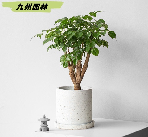幸福樹
