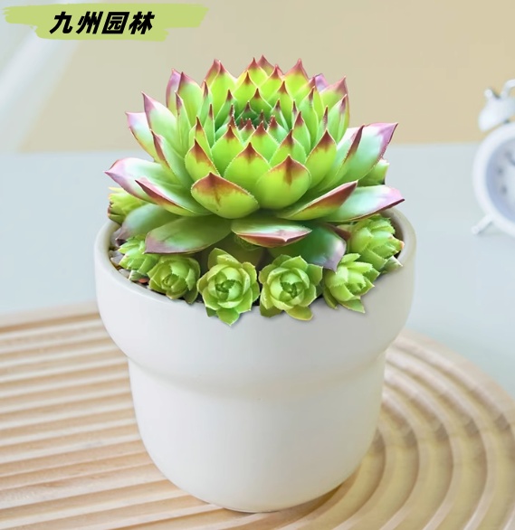 觀音蓮1