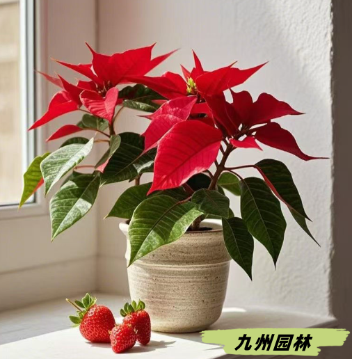 一品紅