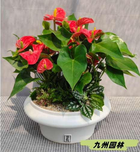 紅掌組合